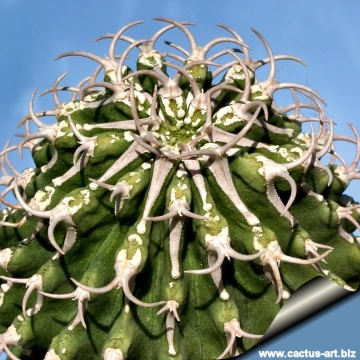 9991 cactus-art Cactus Art