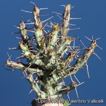 16685 valentino Valentino Vallicelli