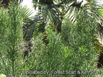 21159 star Forest Starr & Kim Starr