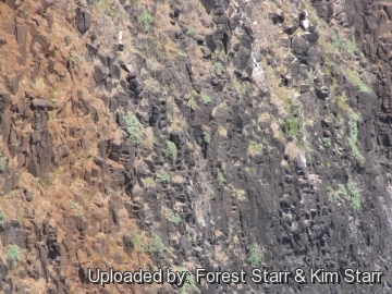 21114 star Forest Starr & Kim Starr