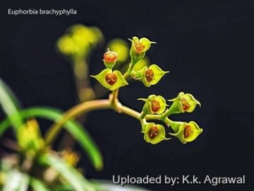 30073 agrawal K.k. Agrawal