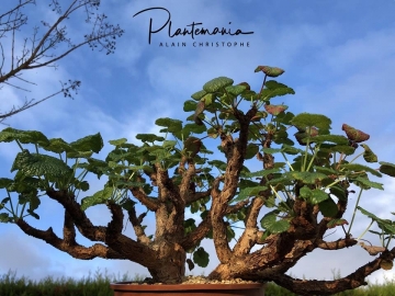 30921 plantemania © Plantemania