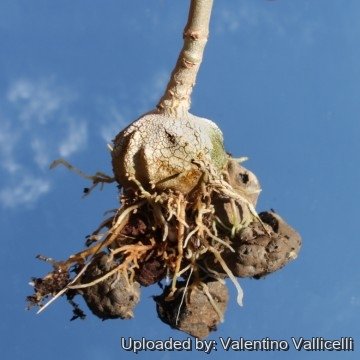 1735 valentino Valentino Vallicelli