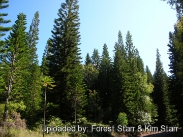 23270 star Forest Starr & Kim Starr