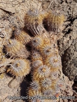 30237 RapCactus Raimondo Paladini