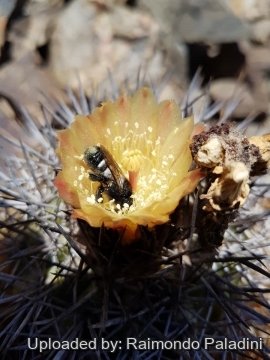 30238 RapCactus Raimondo Paladini