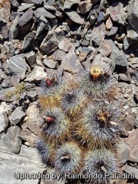 30239 RapCactus Raimondo Paladini