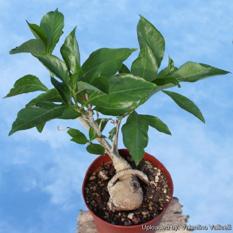 A young ''Bonsai'' of Baobab (Adansonia digitata)