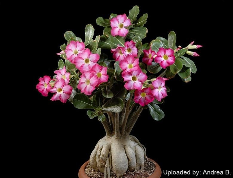 Adenium obesum Desert Rose attractive from top to toe