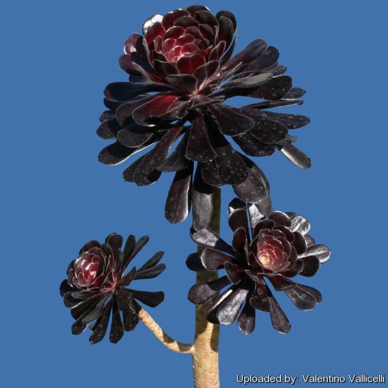 Aeonium arboreum var. atropurpureum ''SCHWARZKOPF''