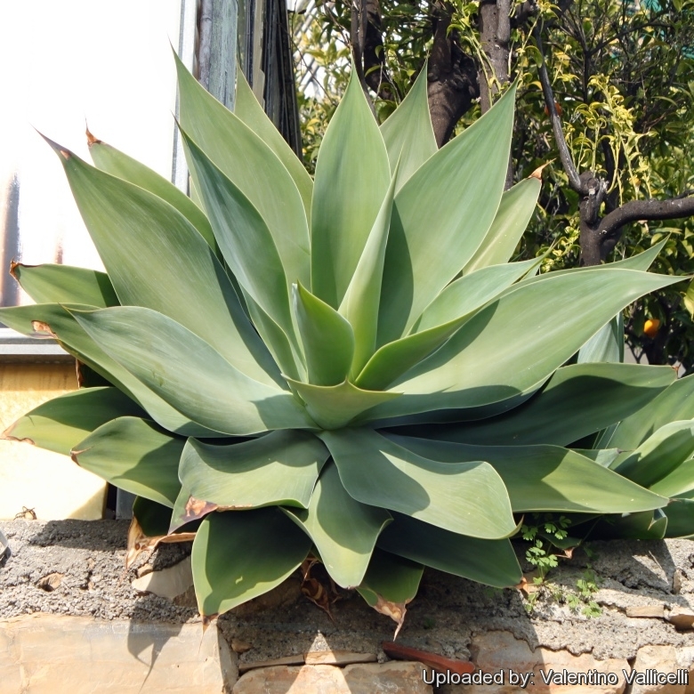 50 seeds of agave  filifera succulents succulents seed C cacti