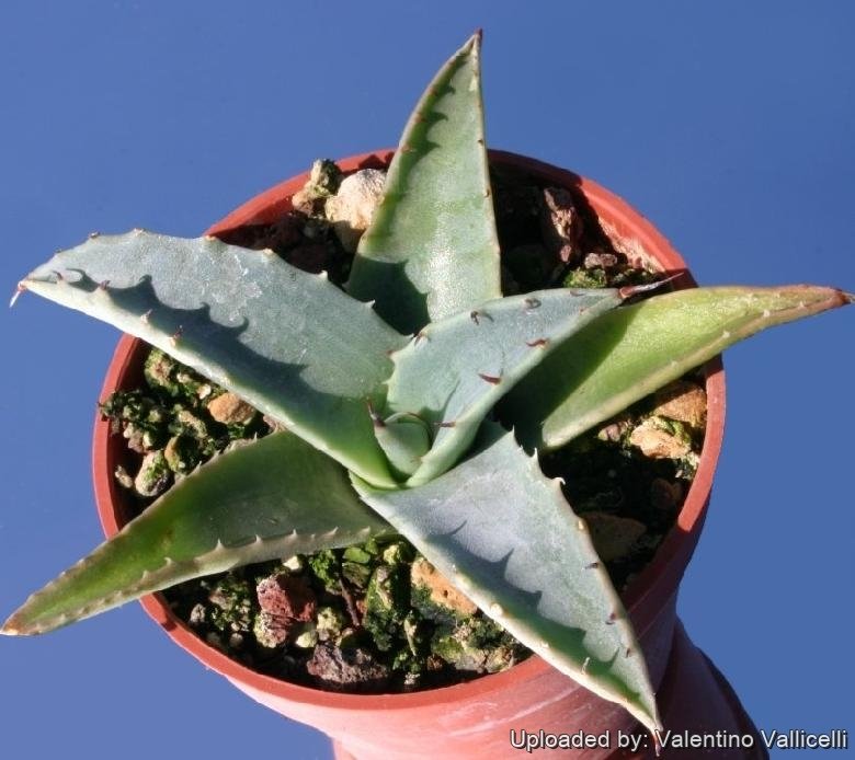 Agave deserti var. simplex ''century plant''