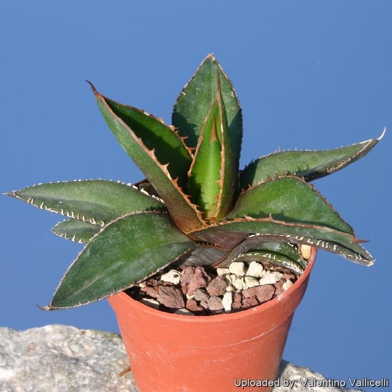  Agave ghiesbreghtii