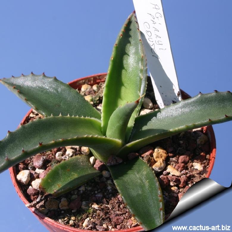 Agave parryi var. couesii