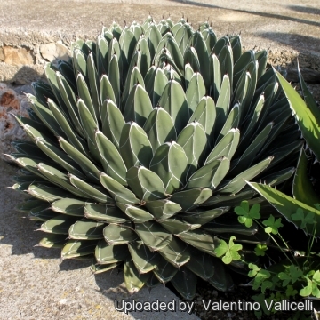 1 pianta di AGAVE IMPRESSA 8cm no variegated titanota victoriae-reginae 