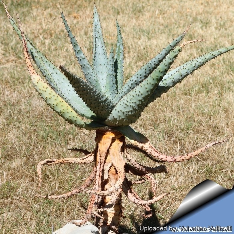 Aloe ferox