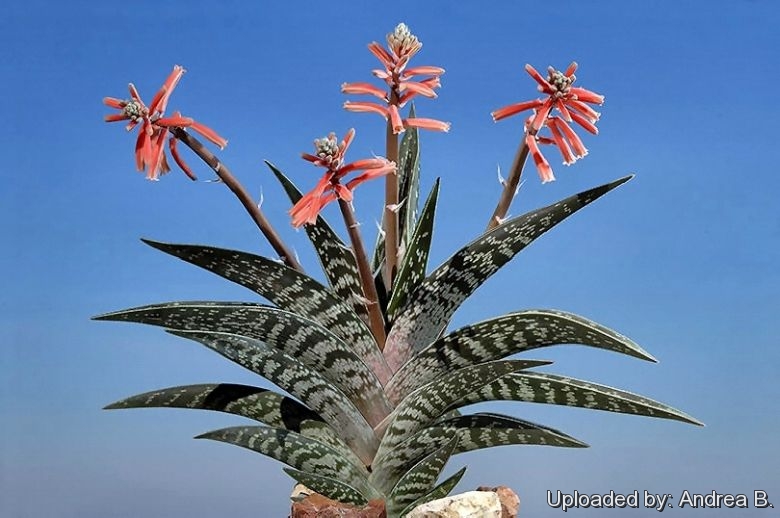 Aloe variegata Tall Tiger Striped Leaves Great Winter Flowers Walnut Fruit 180