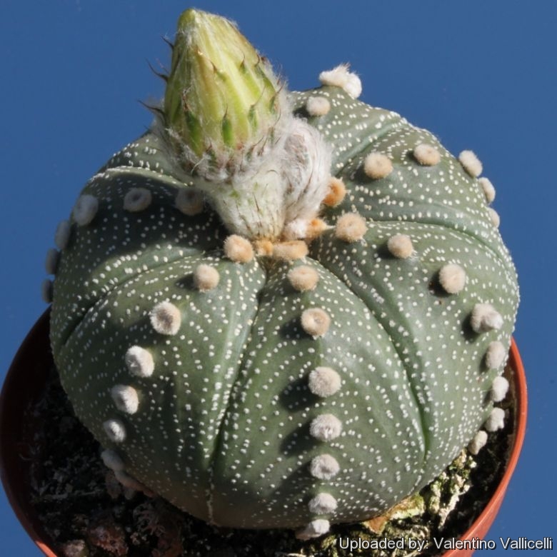 2cm Astrophytum asterias cactus Succulent Home Bonsai Decor plants 
