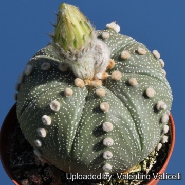 2-Cut 3CM Succulent Cactus Live Plant Astrophytum Asterias Hybrid Cactaceae Rare 