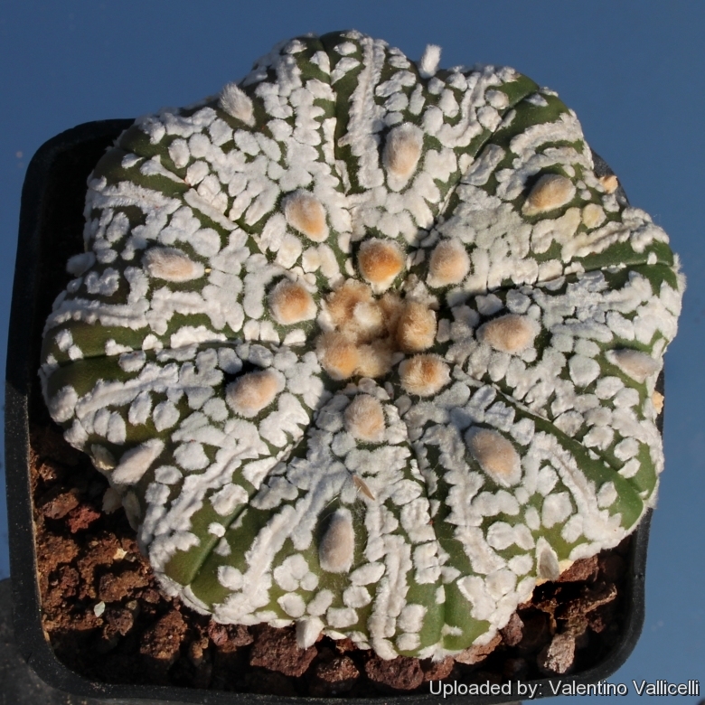 Superkabuto 'Miracle' 100 seeds Astrophytum asterias cv 