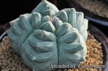 Astrophytum myriostigma KIKO nudum rare japan hybrid cactus plant cacti 50 SEEDS 