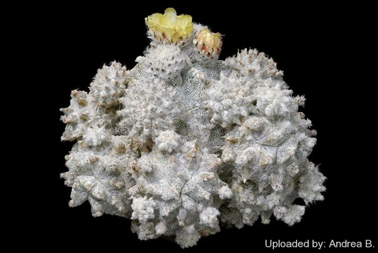 Astrophytum myriostigma cv. LOTUSLAND (A. myriostigma ''Polycephala'')