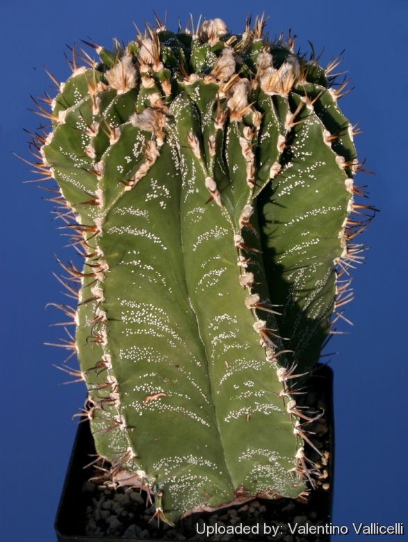 Astrophytum ornatum rare cactus