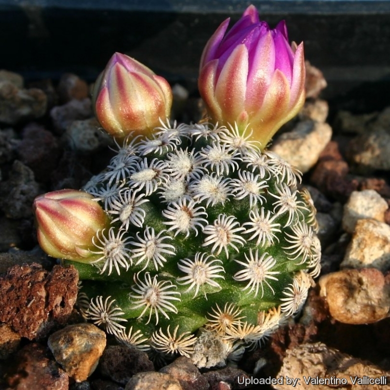 File:Cactus en su hábitat natural.jpg - Wikimedia Commons