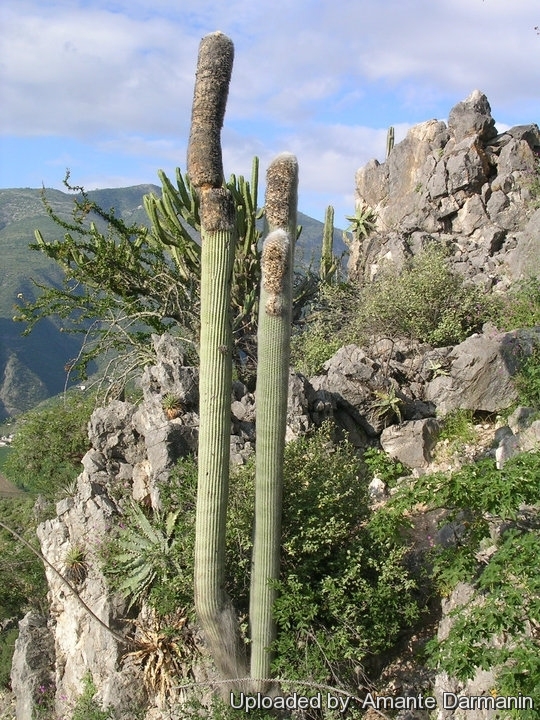 15 seeds Cephalocereus Senilis Cactus Viejito 