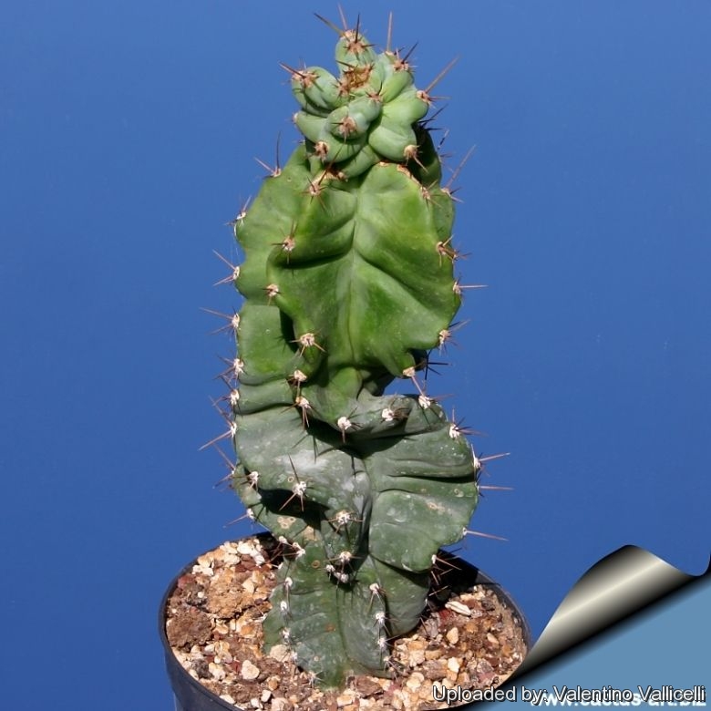 An irregular growing specimen