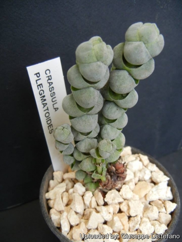 Rare Succulent Crassula plegmatoides