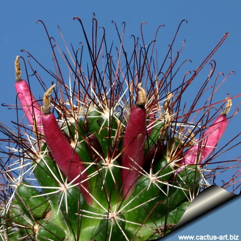 cactus seeds 20 graines de coryphantha odorata semillas