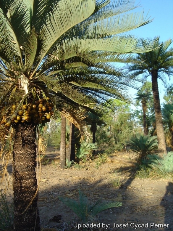 Cycas aculeata