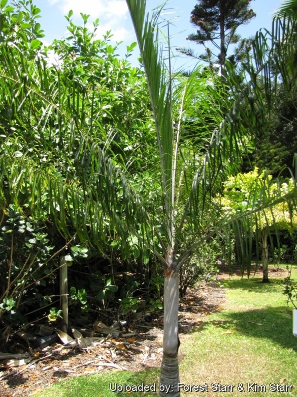 Habit at Iao Tropical Gardens of Maui, Maui, Hawaii (USA). May 22, 2012.