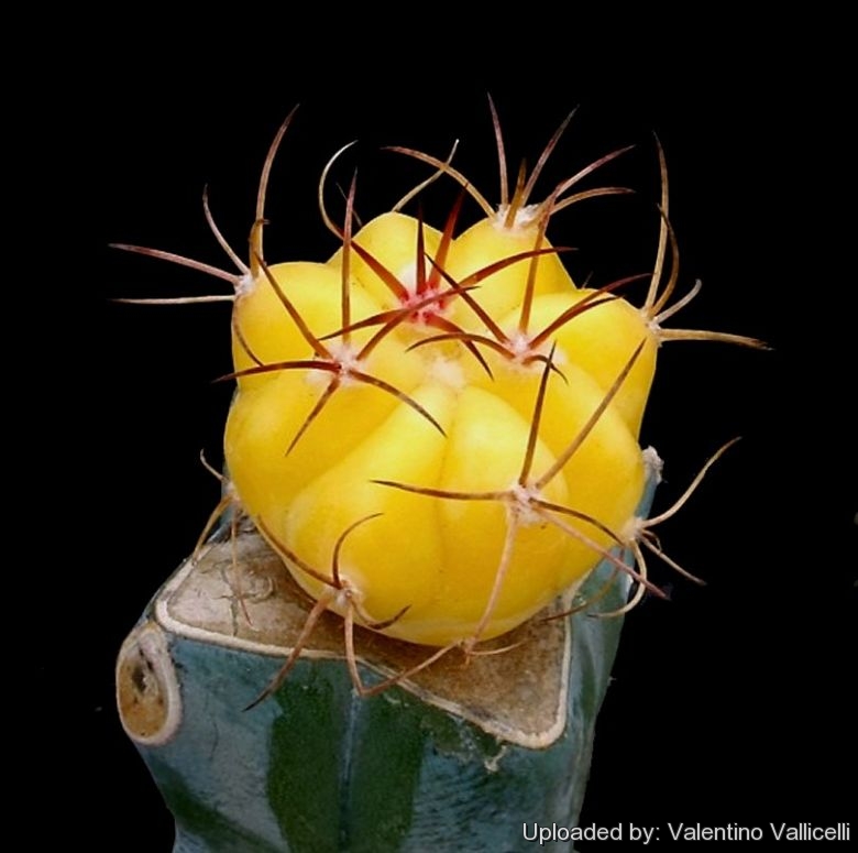 Echinocactus horizonthalonius cv. Albinous (Yellow  form)