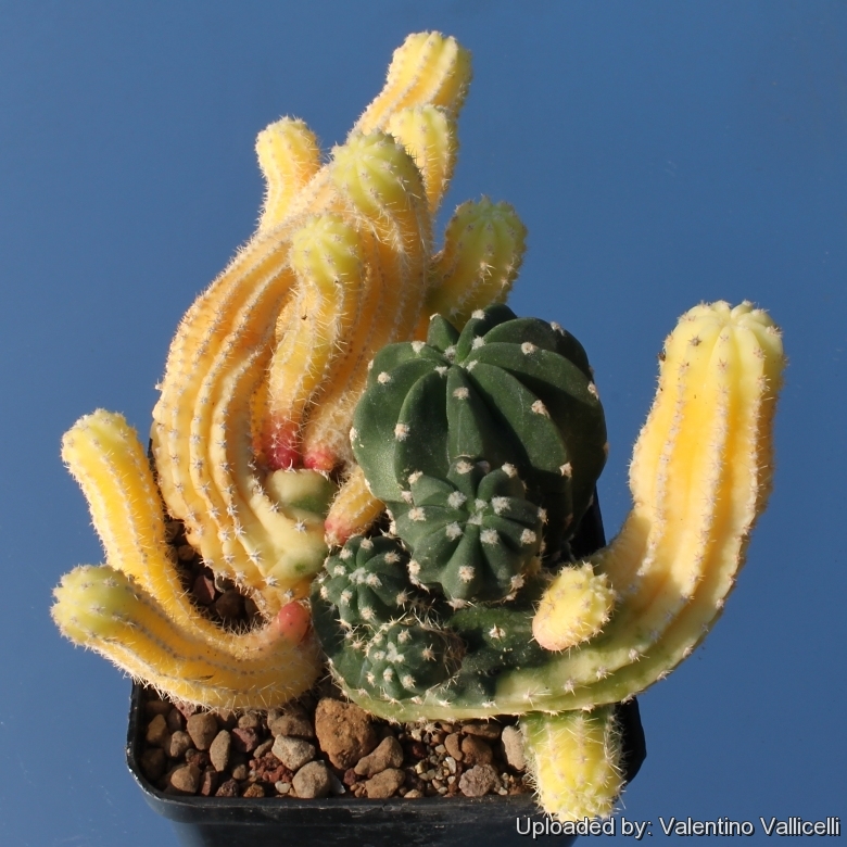 creating a cactus chimera u0026 39 s  mutations  crested
