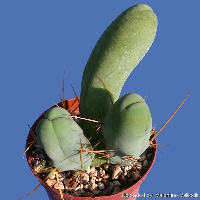 Membru a crescut site-ul cu cactus