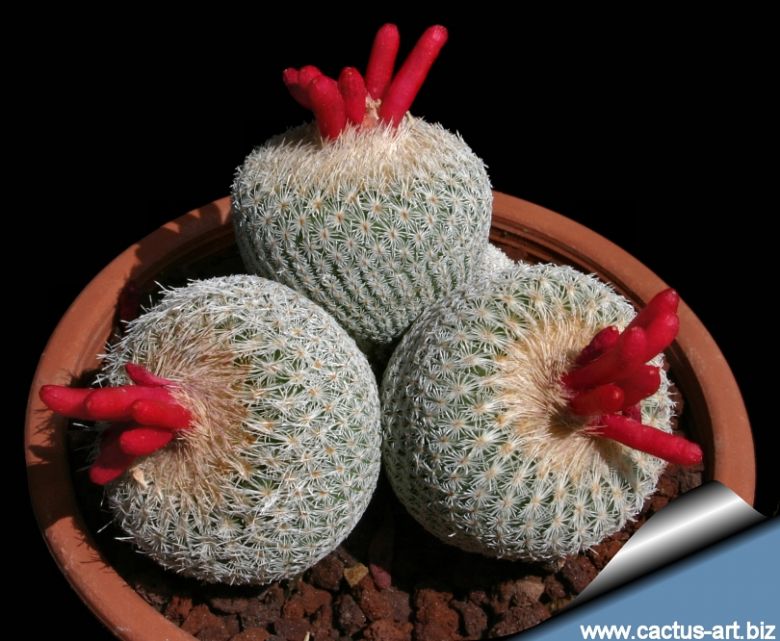 Fresh seeds 2018. Epitelantha  micromeris 20 SEEDS Rare miniature cactus 