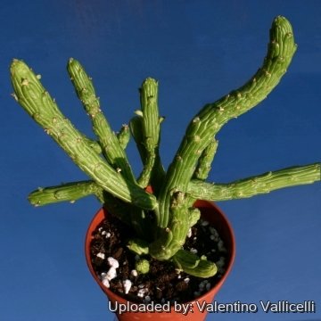 www.llifle.com