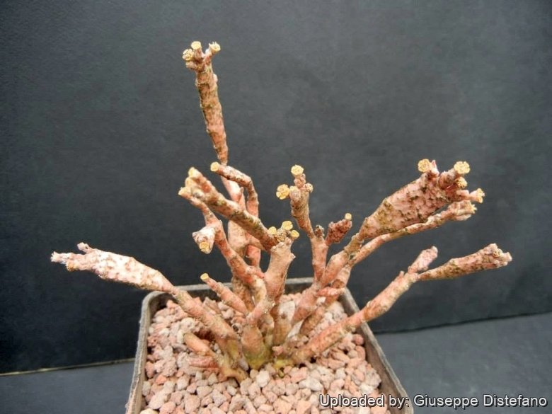 euphorbia platyclada