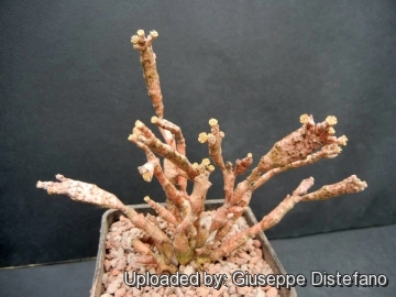 A vegetable zombie: Euphorbia platyclada