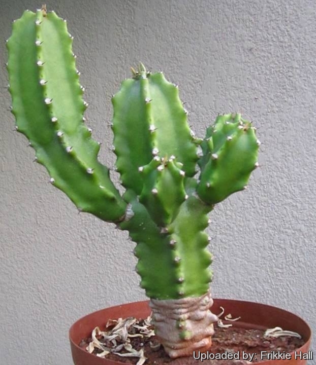 Home Garden Plants Euphorbia Royleana Boiss 10cm Succulent Cactus Live Plant 