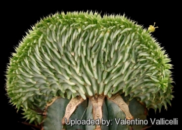Euphorbia Susannae F Variegata Cristata
