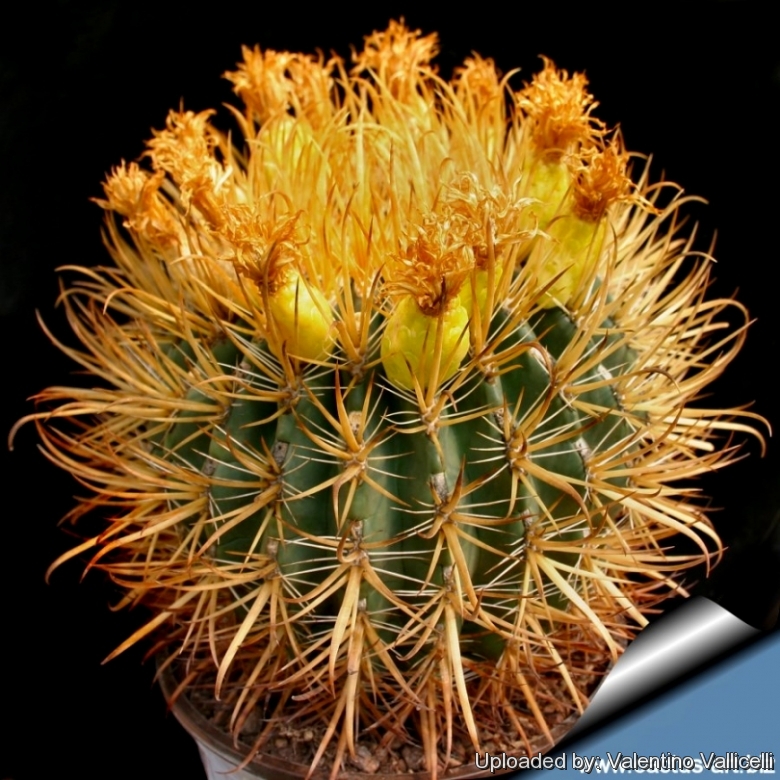 Super spines ferocactus chrysacanthus 10 seeds rare echinocactus 