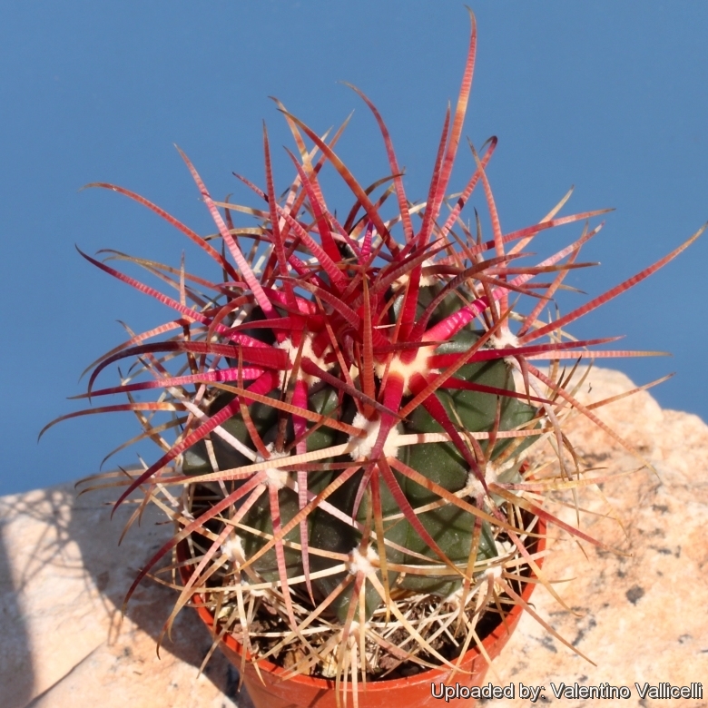 Ferocactus gracilis v coloratus Red Barrel Cactus Seeds 