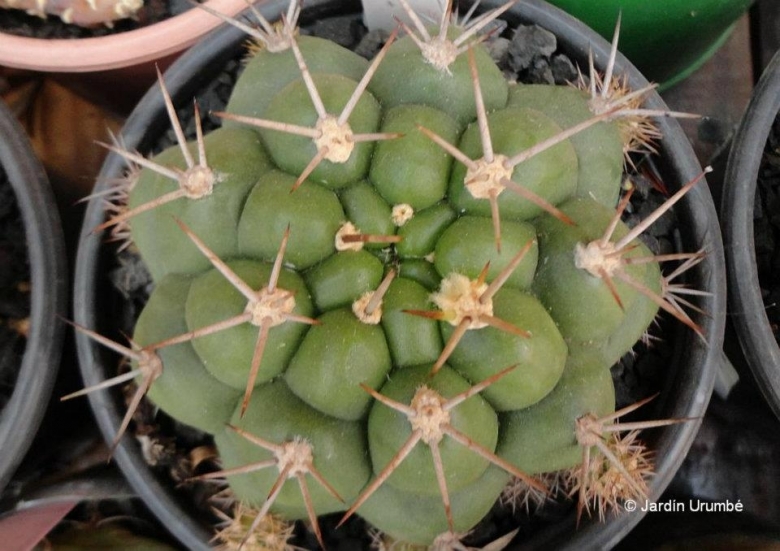 Gymnocalycium chiquitanum cactus plant 