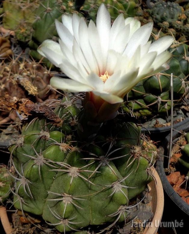 Gymnocalycium fleischerianum Cactus Cacti Succulent Real Live Plant 