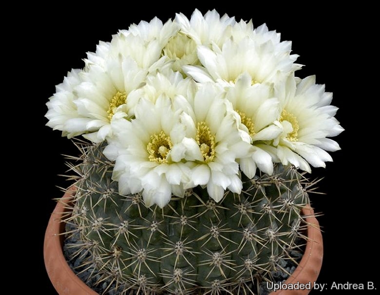 very cold hardy cactus 15-25mm Gymnocalycium gibbosum 'chubutense' RH 2344a 