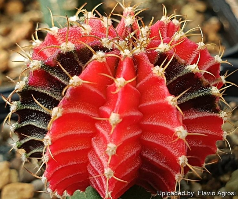 Gymnocalycium mihanovichii "NISHIKI"