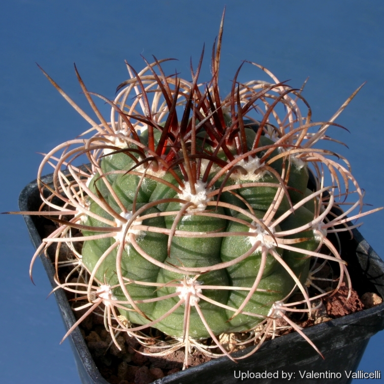 Gymnocalycium Saglione variegate Cactaceae cactus cacti Succulent 01 